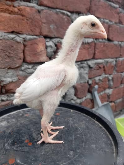 Heera Aseel 03044207148