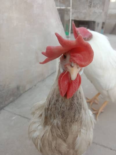 Farmi murga murgi pair for sale.