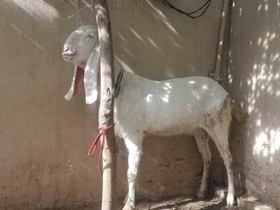 rajanpuri goat with 2  bachy 1 Bakra AK bakri