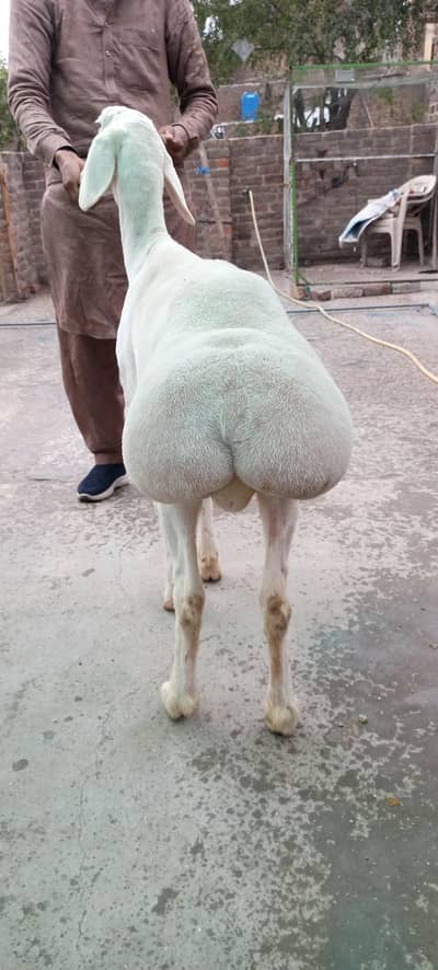 Talagangi Turki Dumda