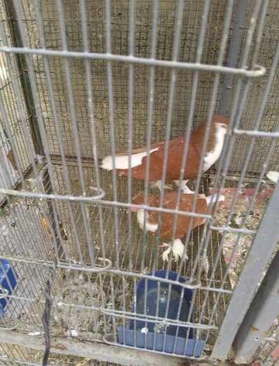 Assalam o alikum red sherazi or shabaz sherazi