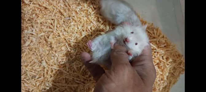 Hamsters High Quality Available