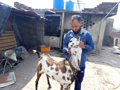 Nagra beetal shera print