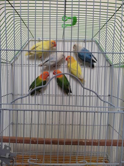 Top Quality Love Birds For Sale