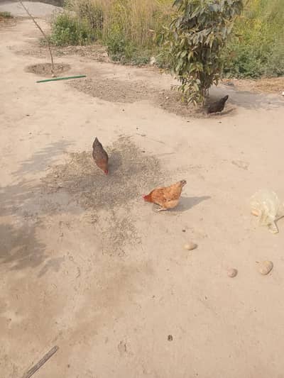 egg start 03065612239