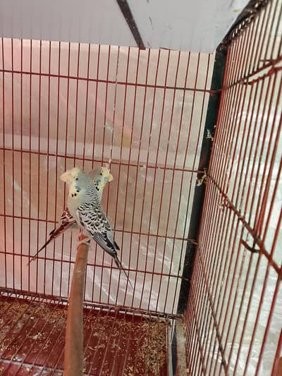 Breeder Exhibition Grey Trufted Pair