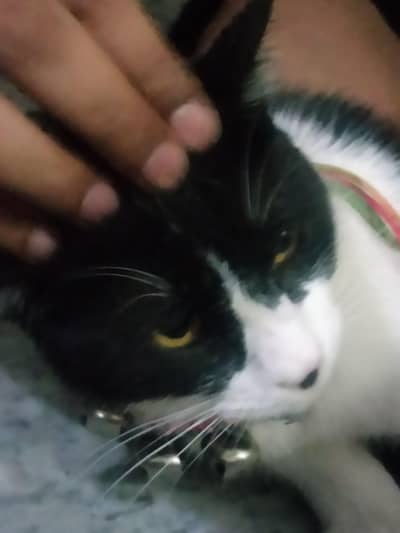 Persian and simple cat cross