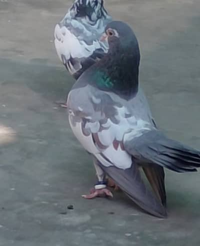 Pehly post parhy ghor se . . sabz khal chap guldar kantekas