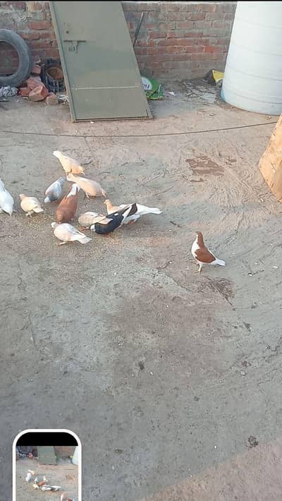 sherazi or jogi kabootar all pair health and active pair