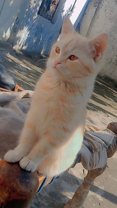 Percion cat dubble coat