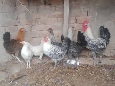 golden misri hen for sale 03001670783