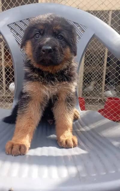 German shepherd puppy/male/dog/healthy/active (03111496649)wtsp