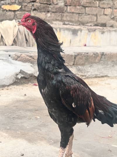 aseel Lakha patha Kundal balo ma