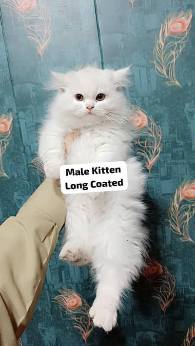 Persian Long Coated Trained Kittens