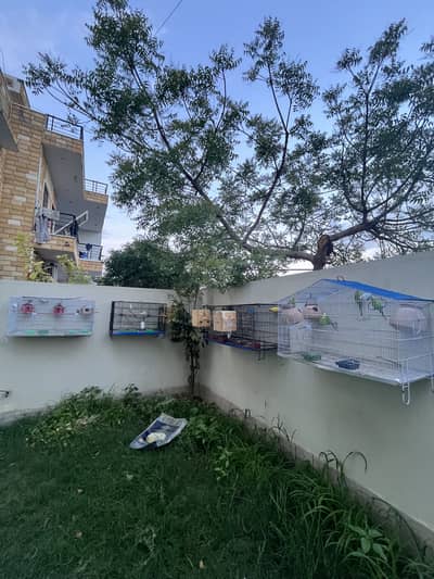 Cocktail/Australian/lovebirds/java