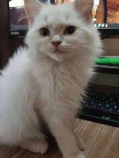 3 months old white perisan kitten.