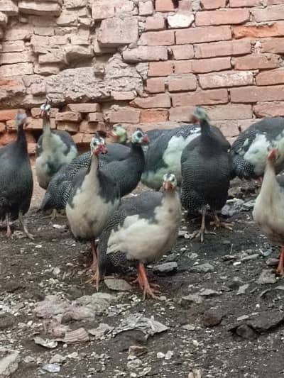 guineia fowl  chakor  titri 5 pair
