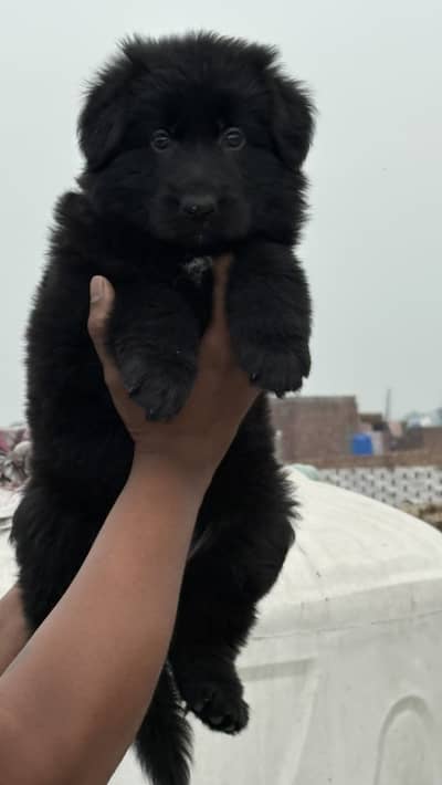 German shepherd black pair