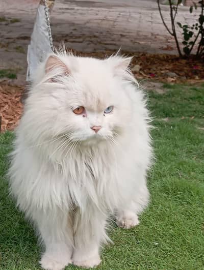 1 pershion cat for sale 9 month age hai