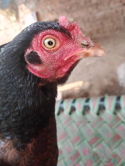 aseel minwali murgi pista dog and aseel