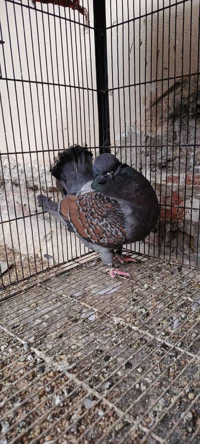 breeder ring bird male