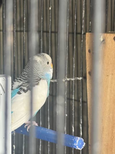 Budgie pair Blue colour