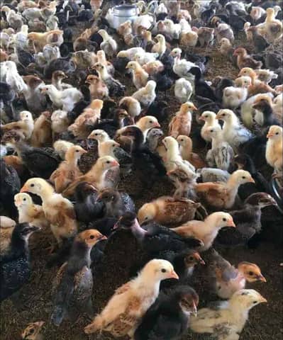 Golden misri | chicks | مصری | misri | hens | مصری chicks For sale