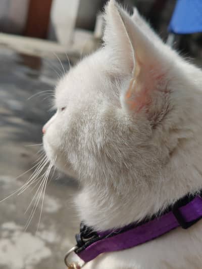 white fluffy cat