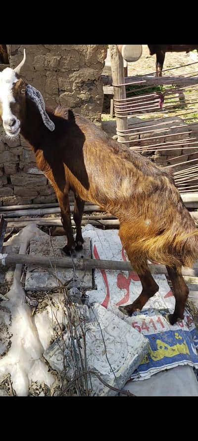 Tedii bakri 03127142751