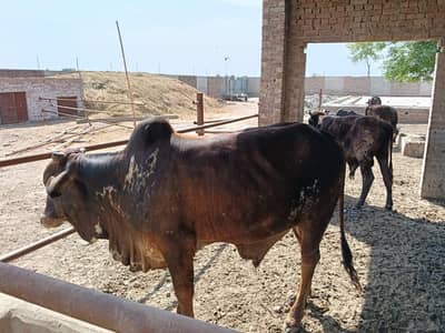 Qurabani cows | Cholistani | Bachra | Cows | Bull | Cow For Sale