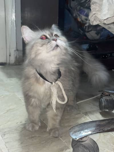 Persian Cat