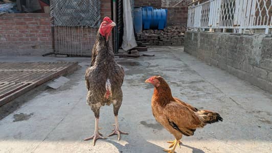 Aseel Hens & Chicks For sale, my number 0325 4827255