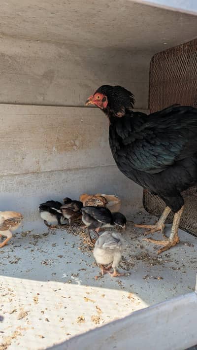 Aseel Hens & Chicks For sale, my number 0325 4827255