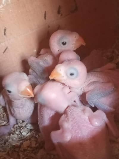 parrot baby's  healthy and active
