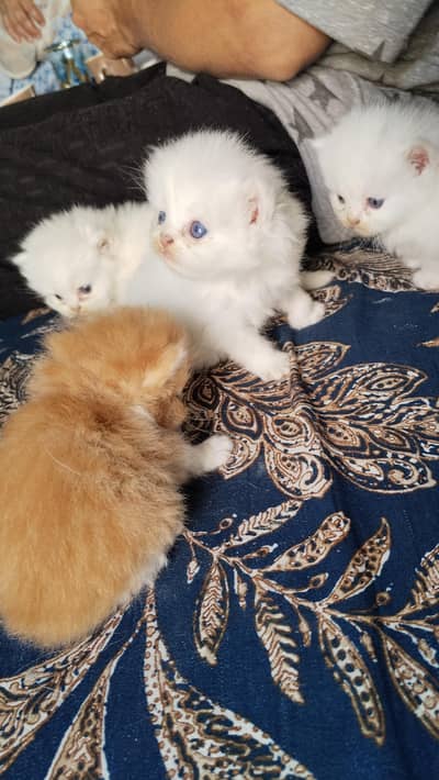 punch face kittens| blue eye Persian Kitten | Triple Coat |adult cat