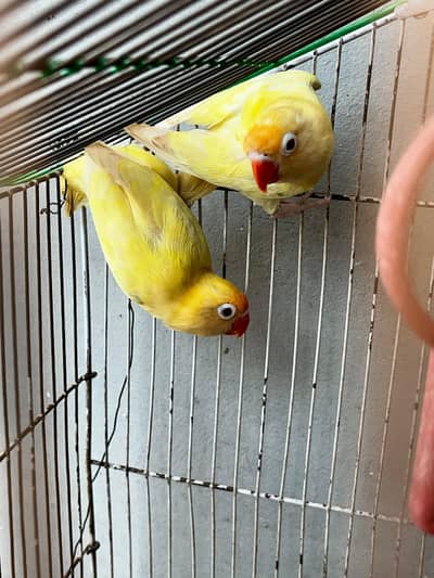 lovebirds cremino breeder pair ( red eyes}