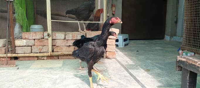 Aseel Mianwali Mushka Chicks