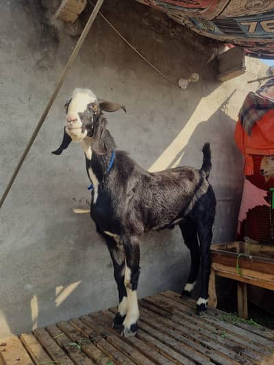 bakra or sale for 2026 kurbani