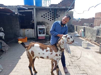 Pure Nagra beetal | breeder Bakra Goat | Goat | Qurbani | 2 Dant | بکر