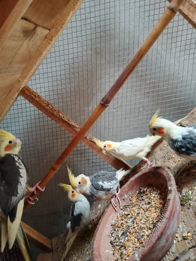 Mashallah  home bareed ha 6month ka ha  3500ka 1pair ha