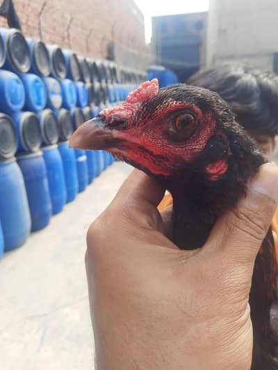 aseel 3madia for sale