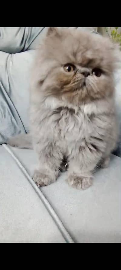 High Quality CFA blood line kitten Available