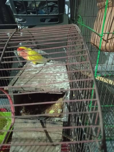 2 pair r 1 single male