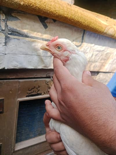 Aseel Heeri Total paper white madi