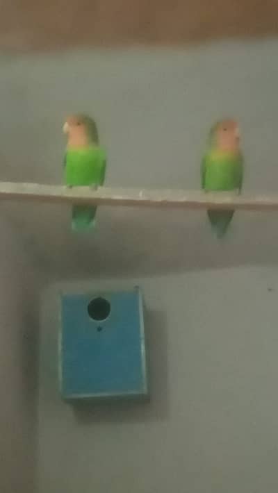 Beautyful Lovebirds for home decoration Neat clean and Healthy
