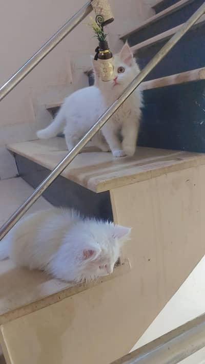 2 Persian Kitten Available for Sale