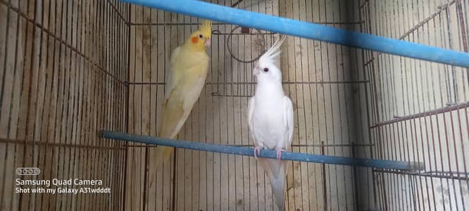 cocktail breeder pair