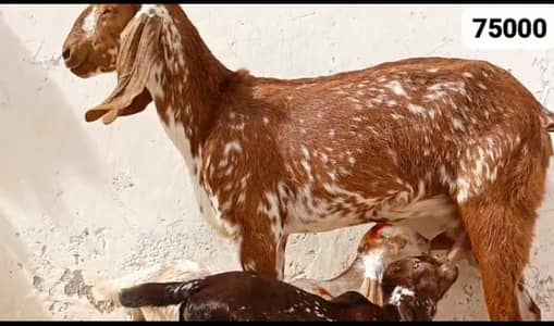 bakri aur do bacche+0323+8844+153+