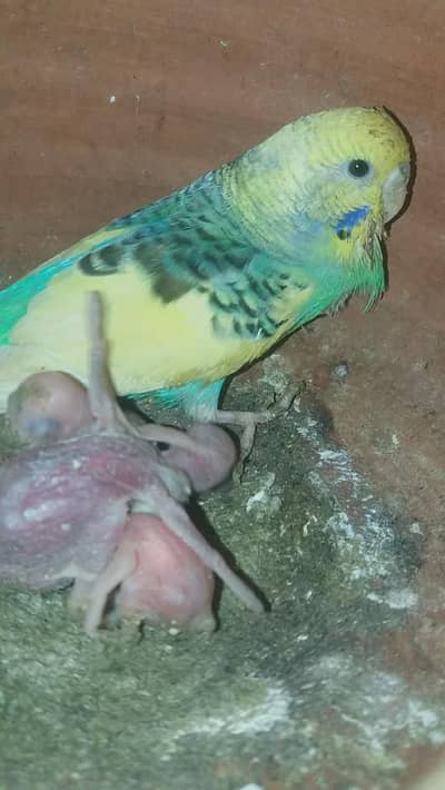 Australian budgie parrots