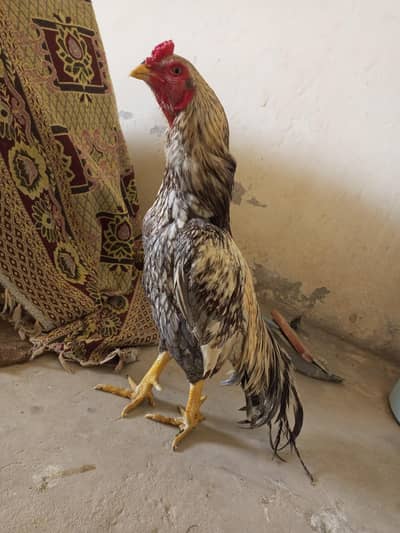 aseel patha for sale